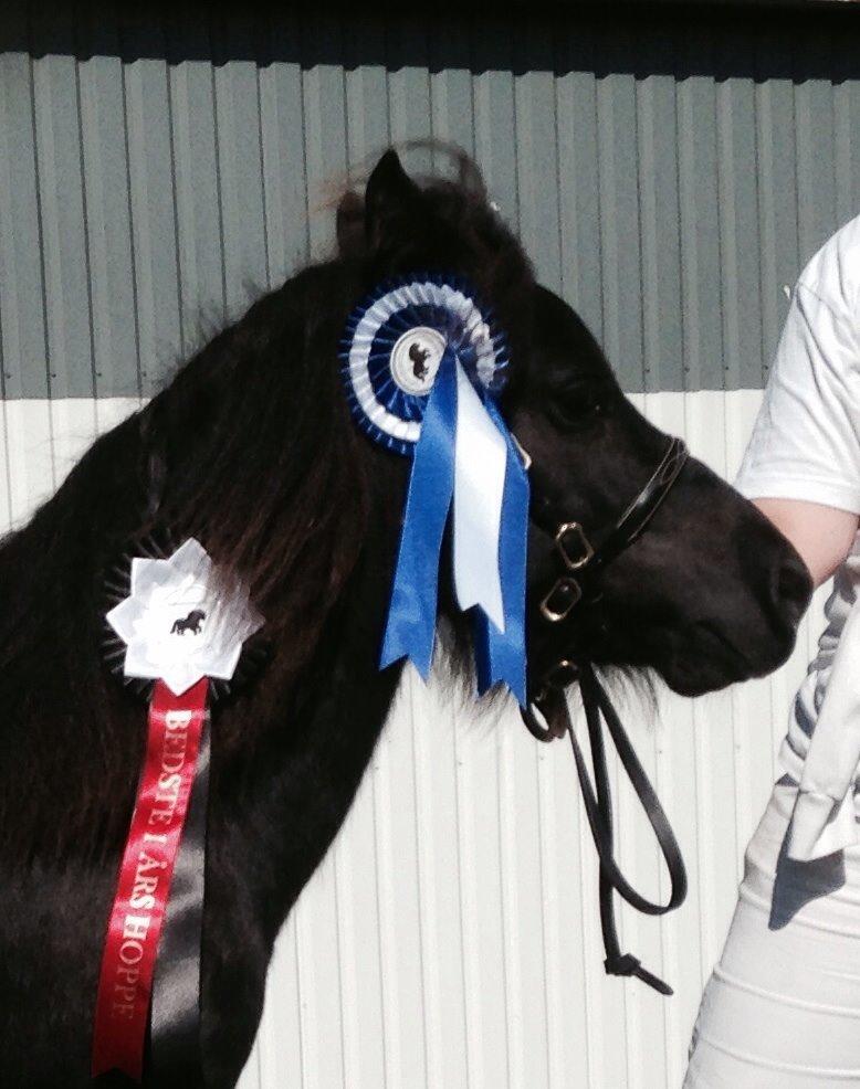 Shetlænder Sønderskovs fresia (tidl. hest) billede 6