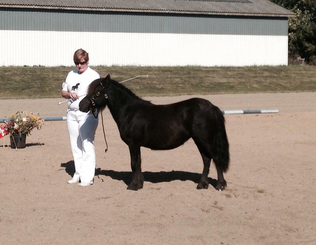 Shetlænder Sønderskovs fresia (tidl. hest) billede 4