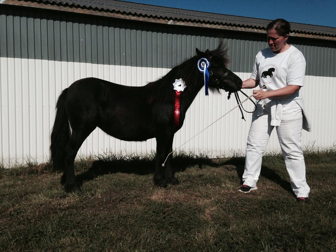 Shetlænder Sønderskovs fresia (tidl. hest) billede 8