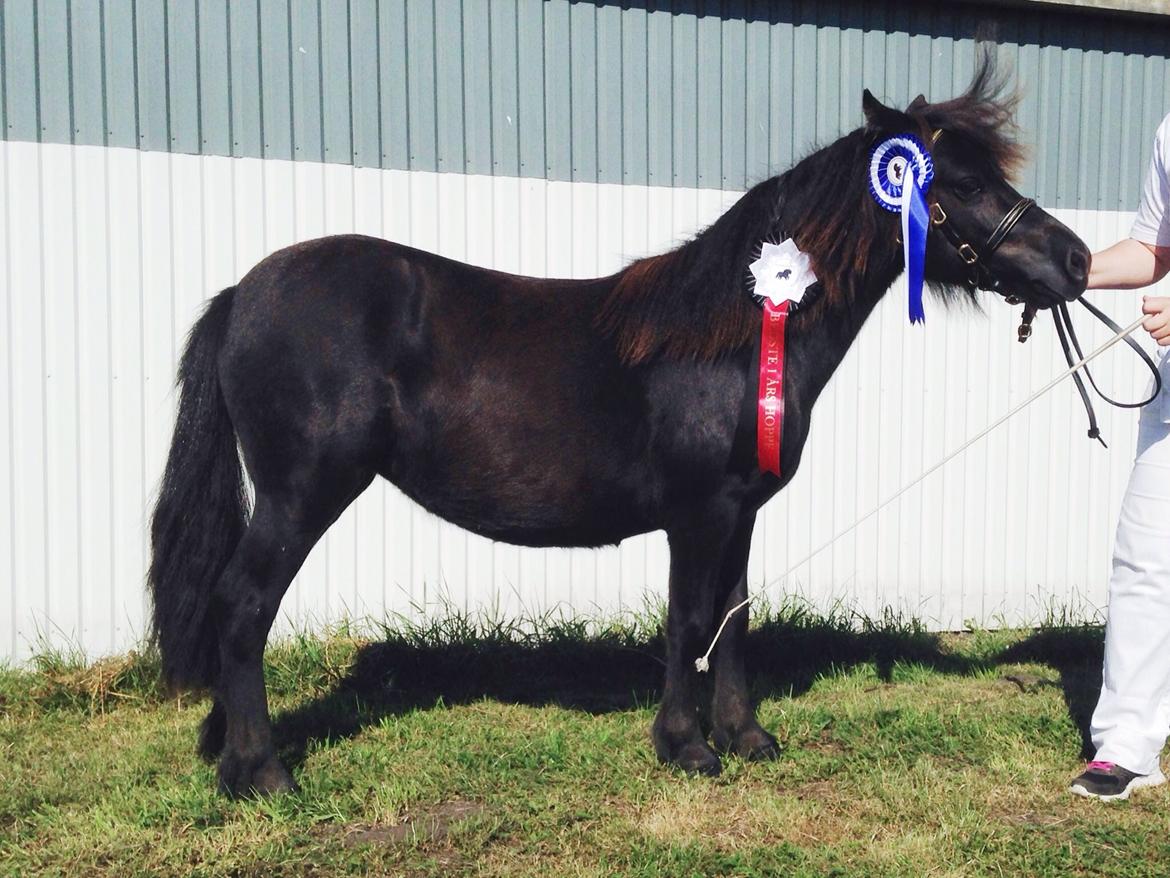 Shetlænder Sønderskovs fresia (tidl. hest) billede 7