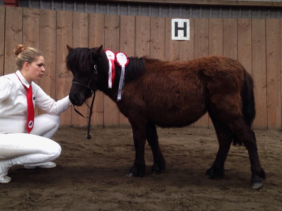 Shetlænder Sønderskovs fresia (tidl. hest) billede 3