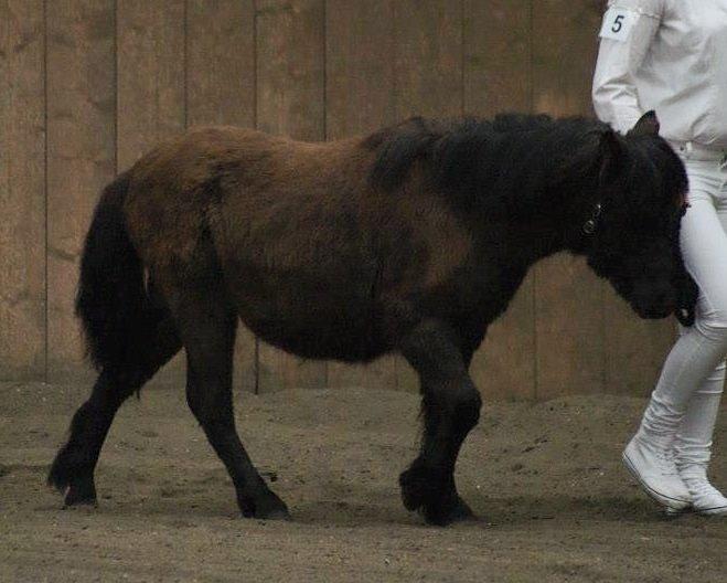 Shetlænder Sønderskovs fresia (tidl. hest) billede 2