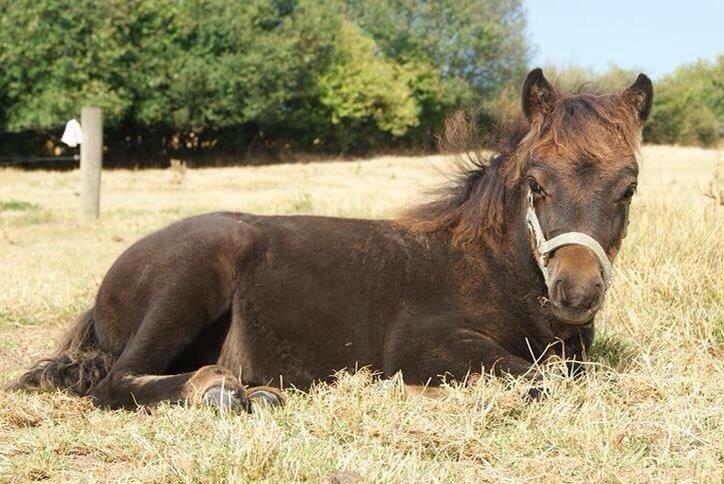 Shetlænder Sønderskovs fucia (Solgt) billede 2