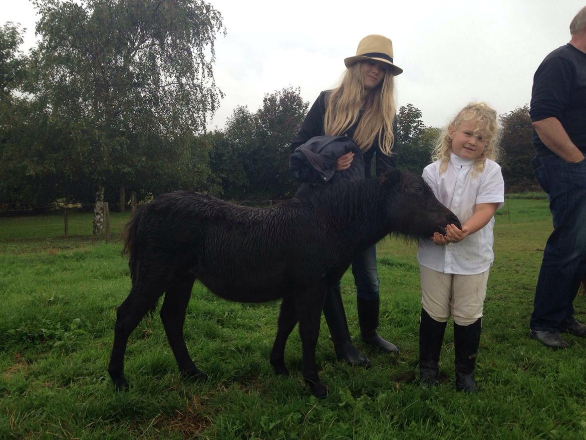 Shetlænder Sønderskovs fucia (Solgt) billede 3