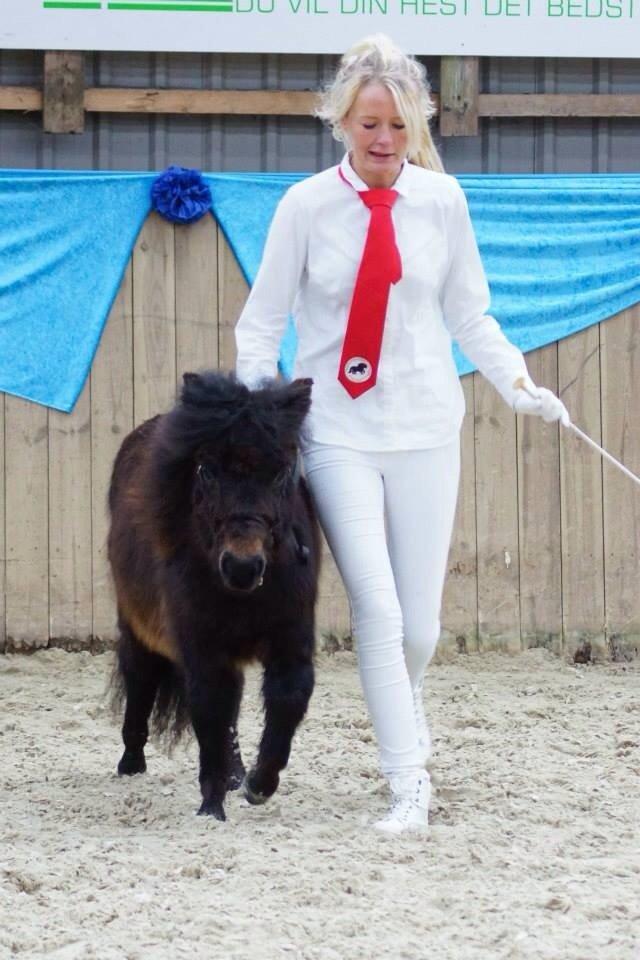 Shetlænder Sønderskovs fucia (Solgt) billede 5