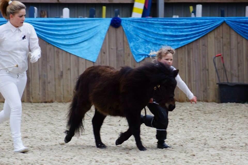 Shetlænder Sønderskovs fucia (Solgt) billede 7