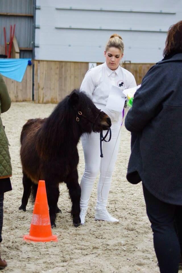Shetlænder Sønderskovs fucia (Solgt) billede 6