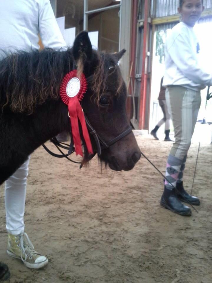 Shetlænder Sønderskovs fucia (Solgt) billede 4