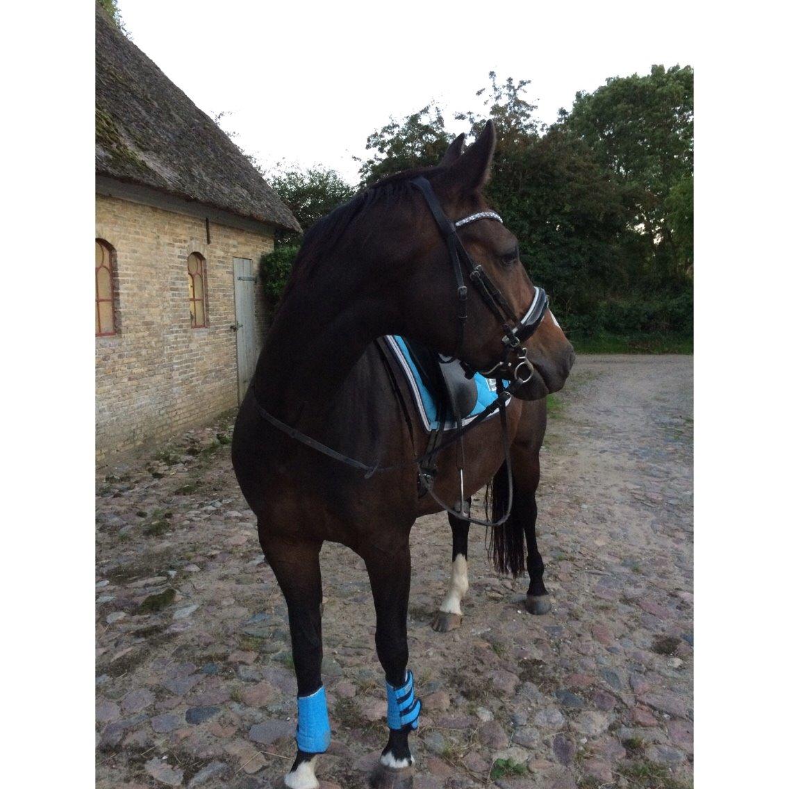 Anden særlig race Newclear p. (Himmelhest) - 2015 billede 10