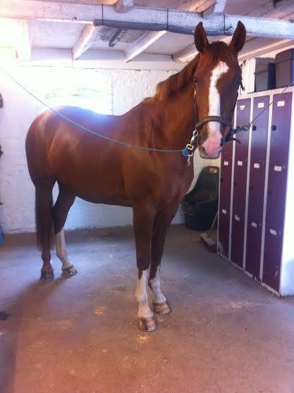 Anden særlig race Skovlunds Lacoste  billede 15