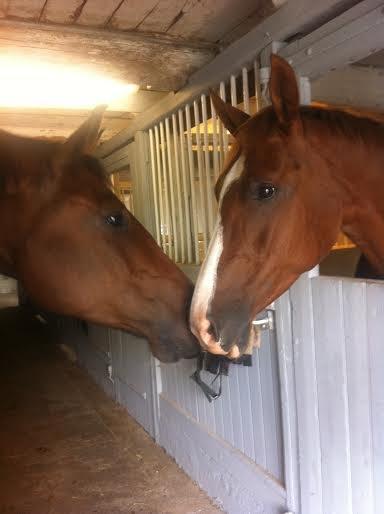 Anden særlig race Skovlunds Lacoste  billede 16