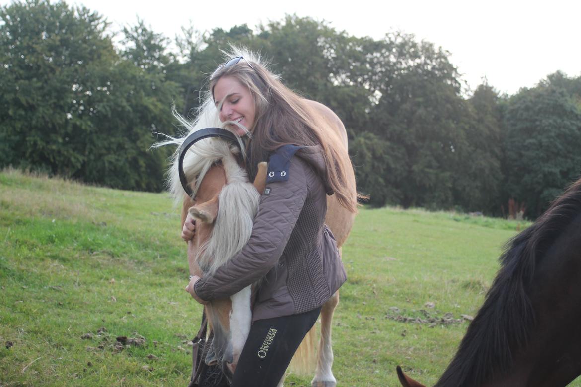 Tyroler Haflinger Stella - HESTE-KRAMMER! 12-09 2015 billede 2