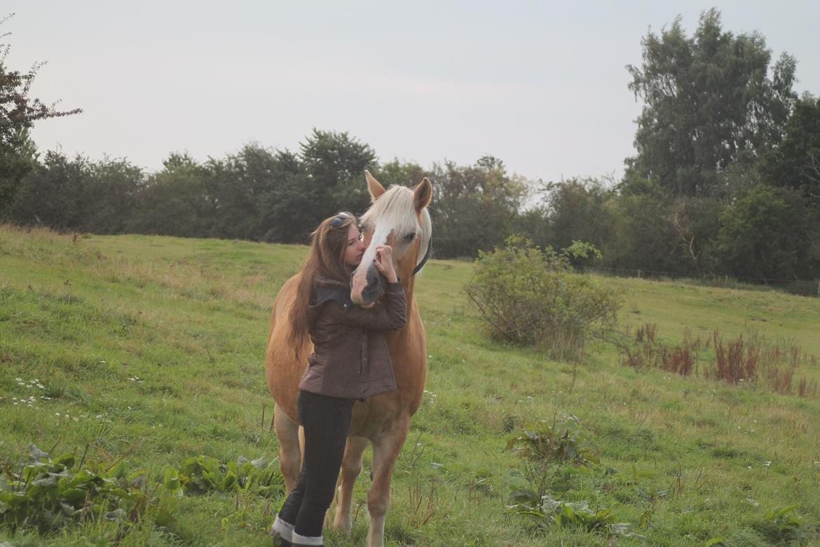 Tyroler Haflinger Stella - Endnu en hestekrammer! 12-09 2015 billede 1