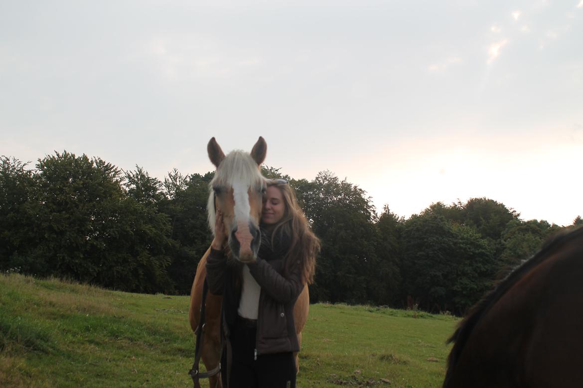 Tyroler Haflinger Stella - Hygge <3 12-09 2015 billede 19