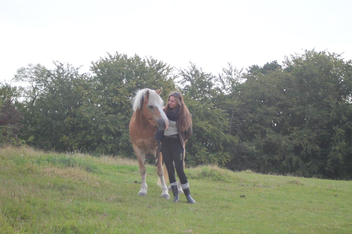 Tyroler Haflinger Stella - 12-09 2015 billede 20