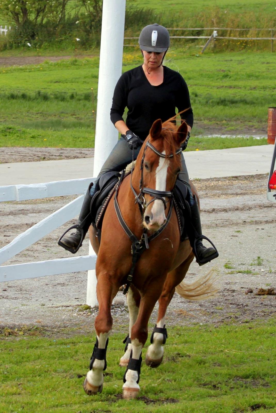 Dansk Varmblod Lindegaardens Zafir  billede 32