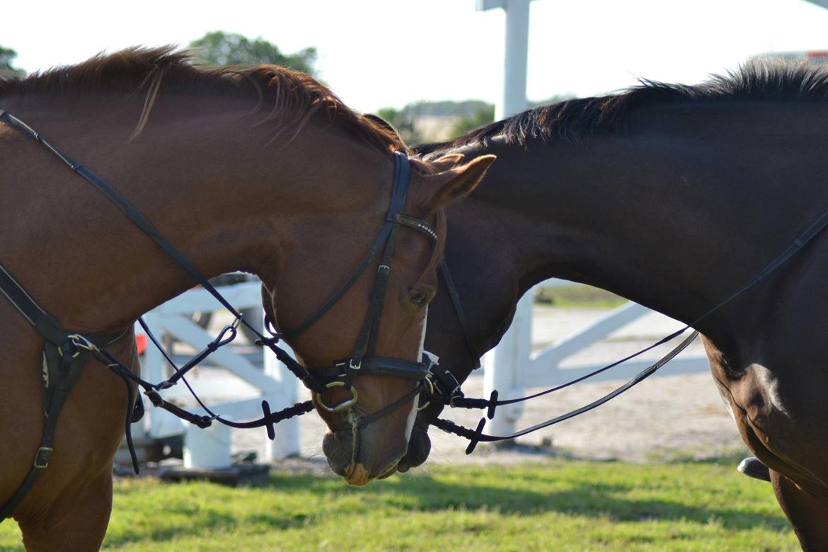 Dansk Varmblod Lindegaardens Zafir  billede 33