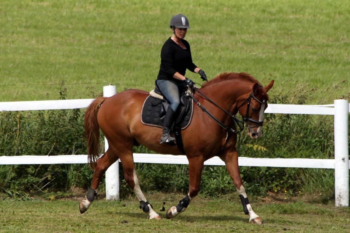 Dansk Varmblod Lindegaardens Zafir  billede 34