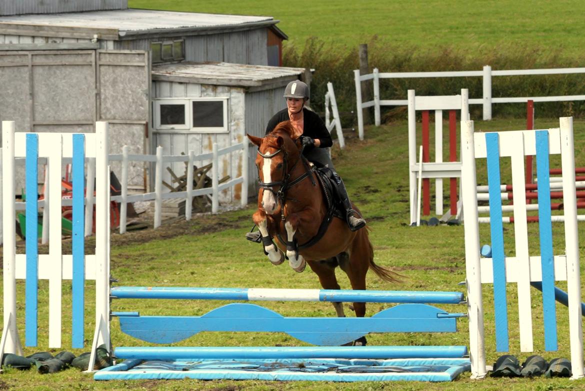 Dansk Varmblod Lindegaardens Zafir  billede 35