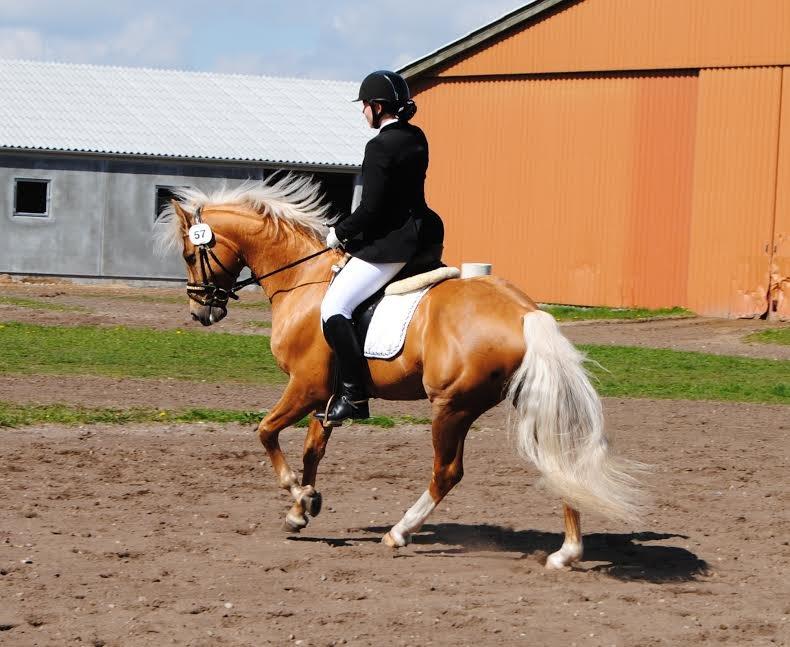 Palomino kvolsbæks diamond dream  billede 2