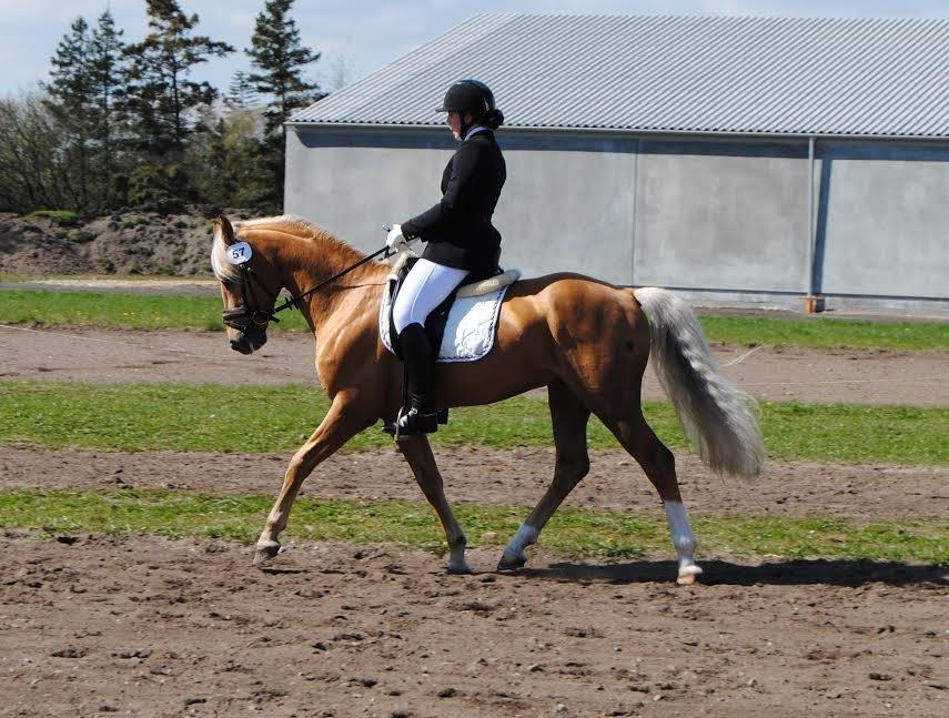 Palomino kvolsbæks diamond dream  billede 3