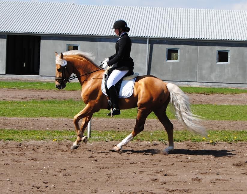 Palomino kvolsbæks diamond dream  billede 1