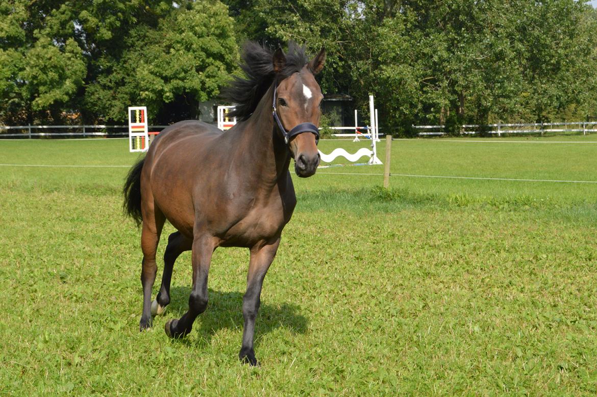 New Forest Birkilds Moreno billede 16