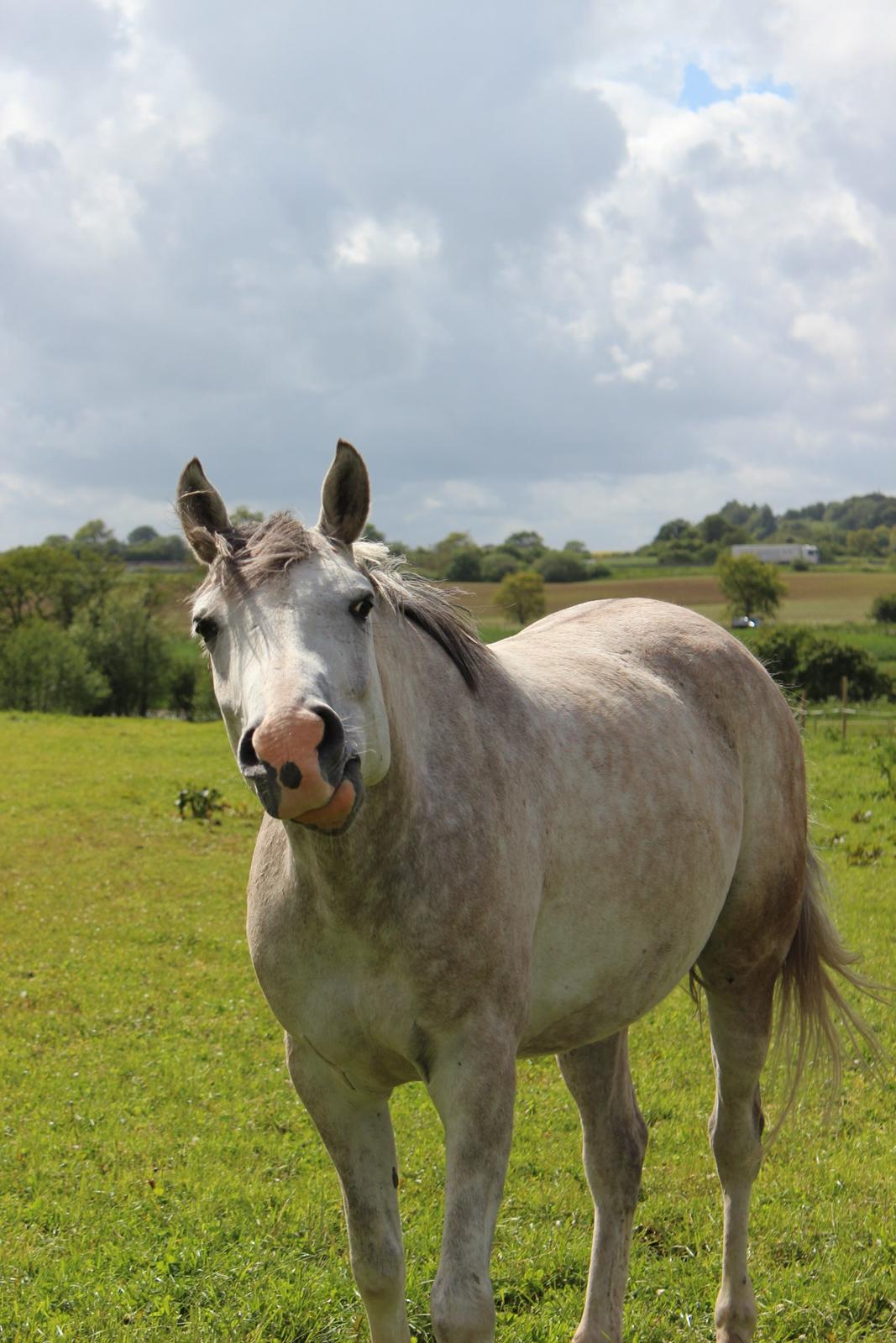 Anden særlig race Lindgaardens Spirit billede 8