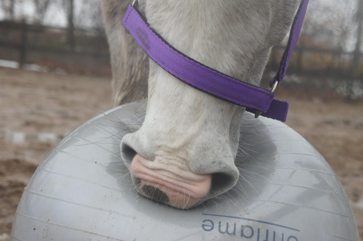 Anden særlig race Lindgaardens Spirit billede 10