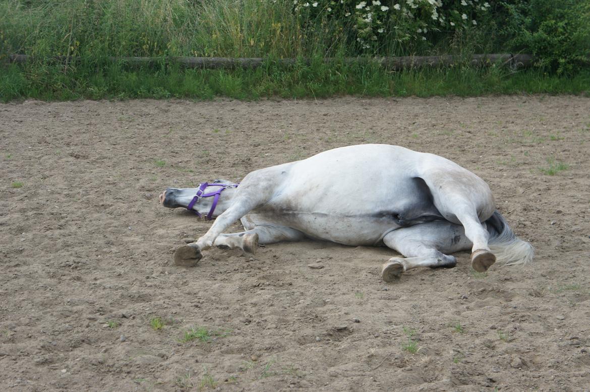 Anden særlig race Lindgaardens Spirit billede 11