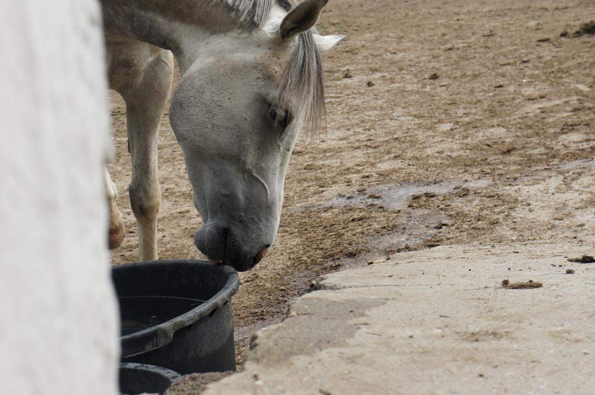Anden særlig race Lindgaardens Spirit billede 16