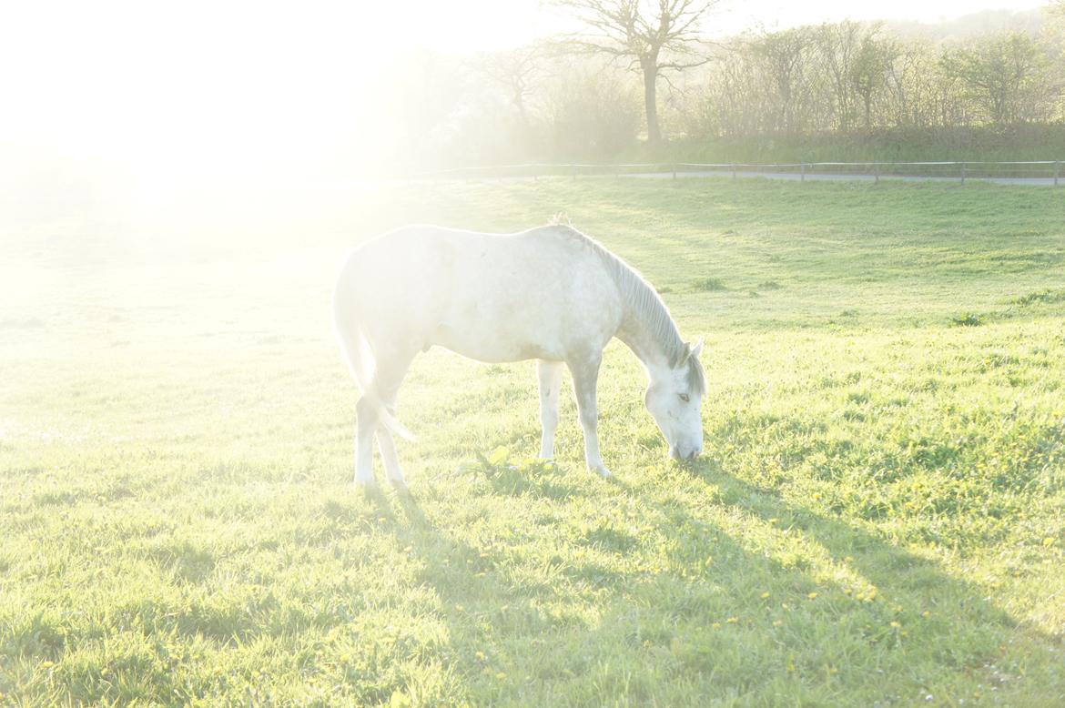 Anden særlig race Lindgaardens Spirit billede 17