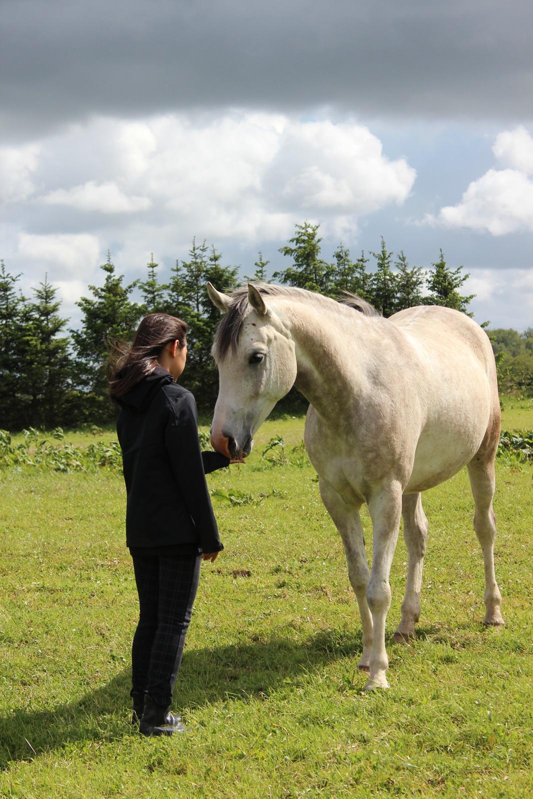 Anden særlig race Lindgaardens Spirit billede 18