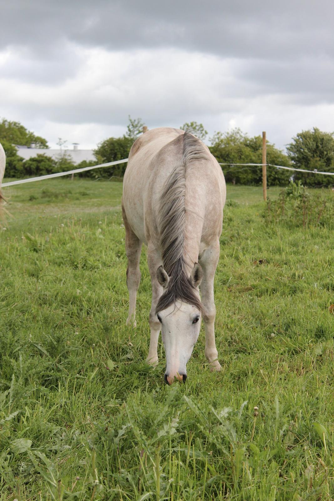 Anden særlig race Lindgaardens Spirit billede 19