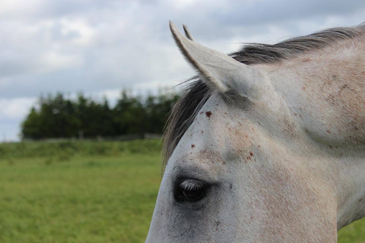 Anden særlig race Lindgaardens Spirit billede 20