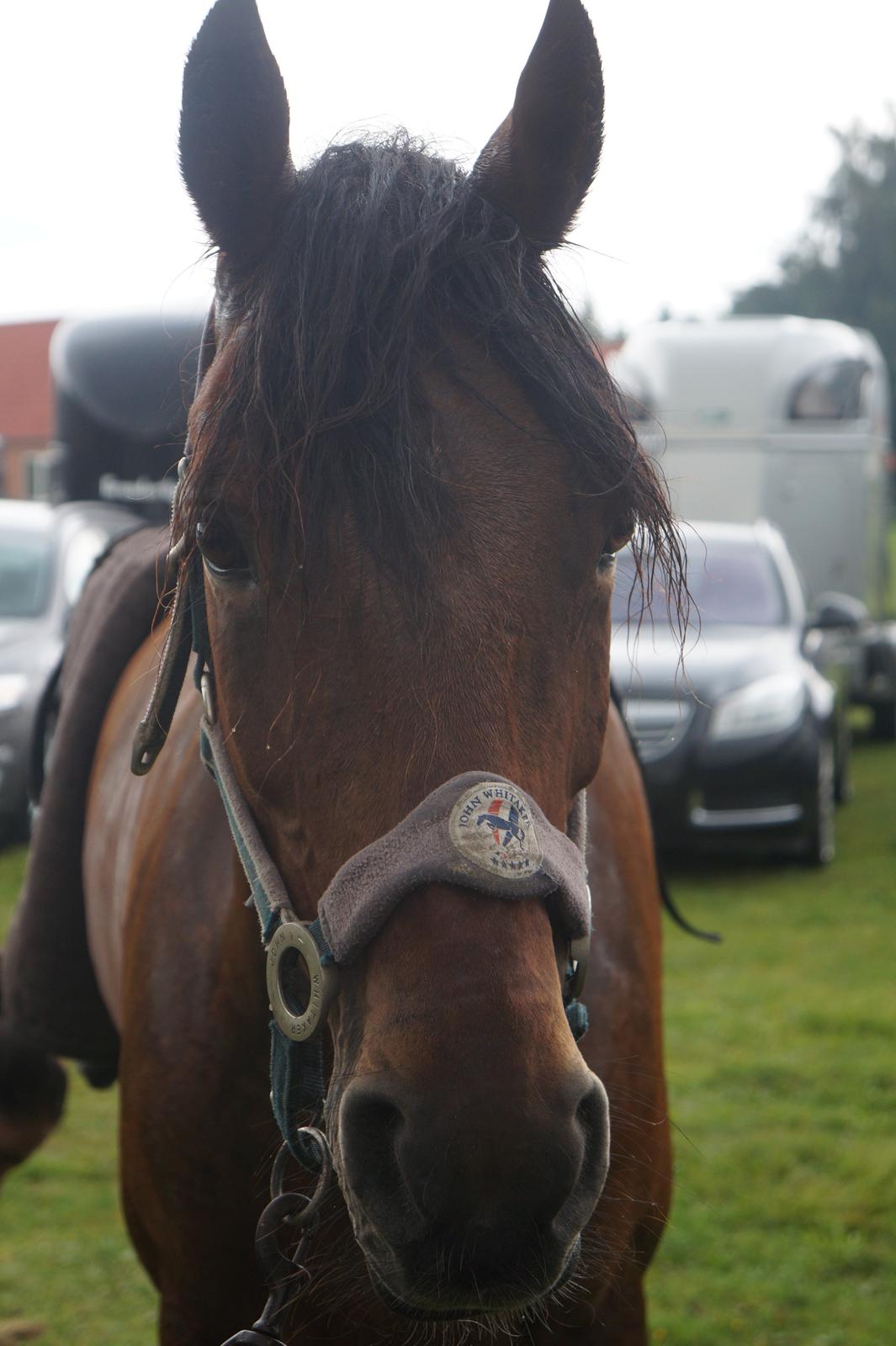 Anden særlig race Michelangelo B-pony - Drunkede mus, efter en regnfuld start i LA <3 billede 24