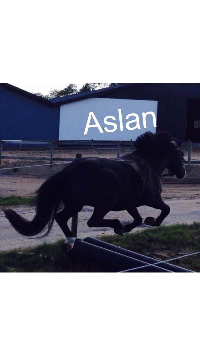 Anden særlig race Aslan billede 49