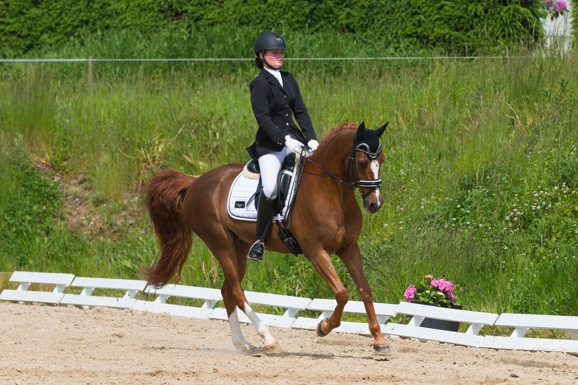 Hollandsk Sportspony Barrichello  billede 4