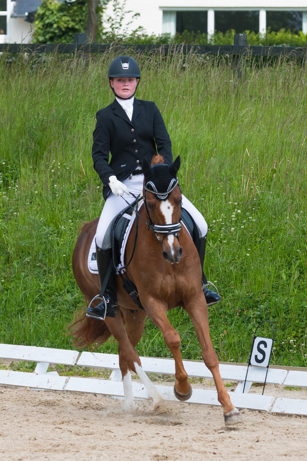 Hollandsk Sportspony Barrichello  billede 7