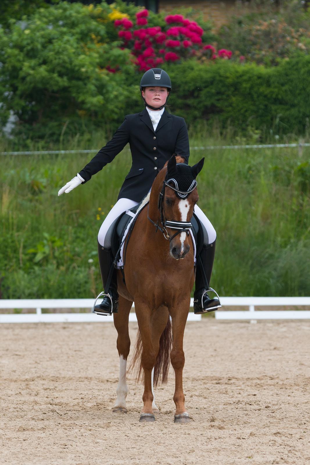 Hollandsk Sportspony Barrichello  billede 11