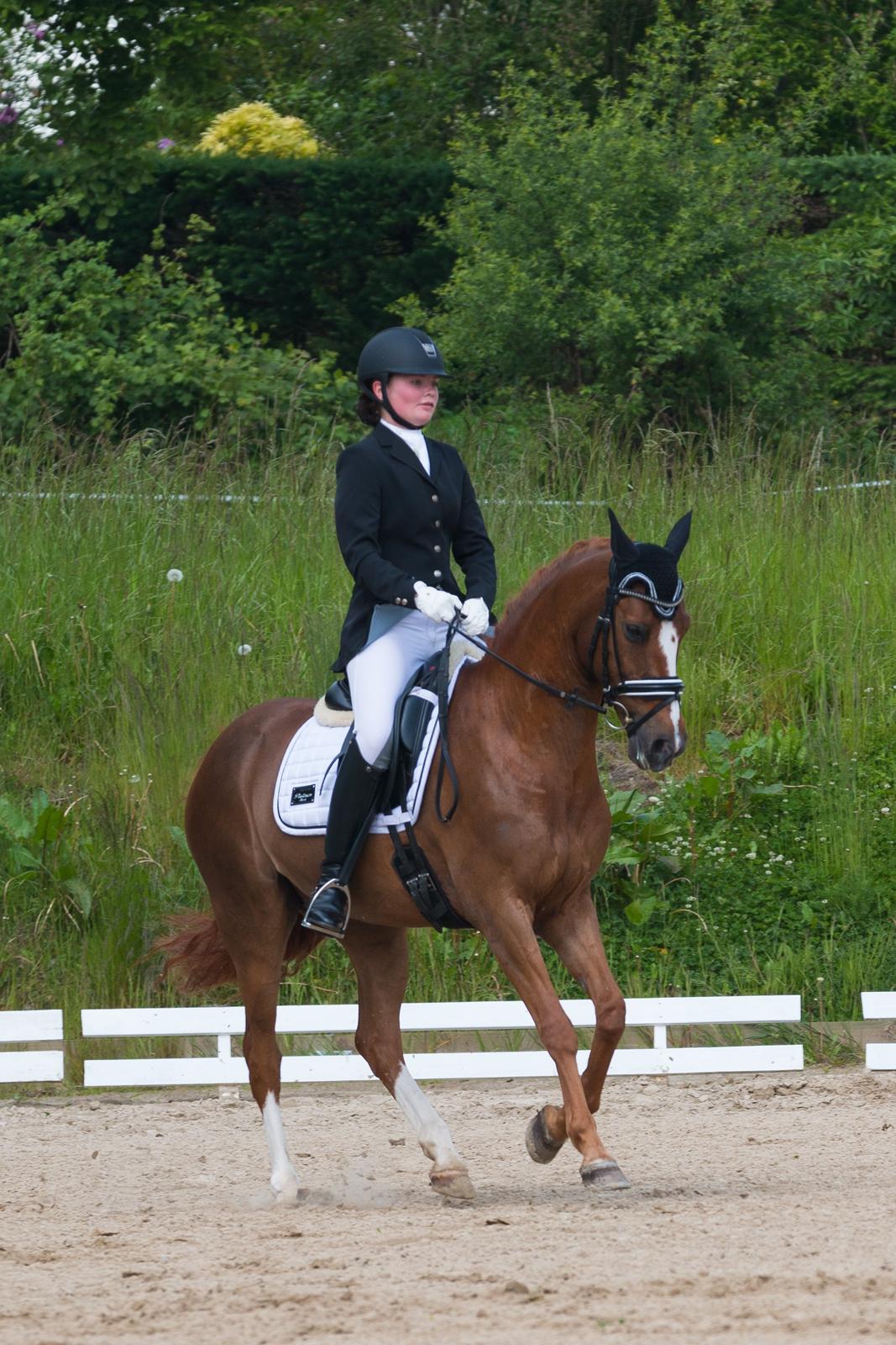 Hollandsk Sportspony Barrichello  billede 15