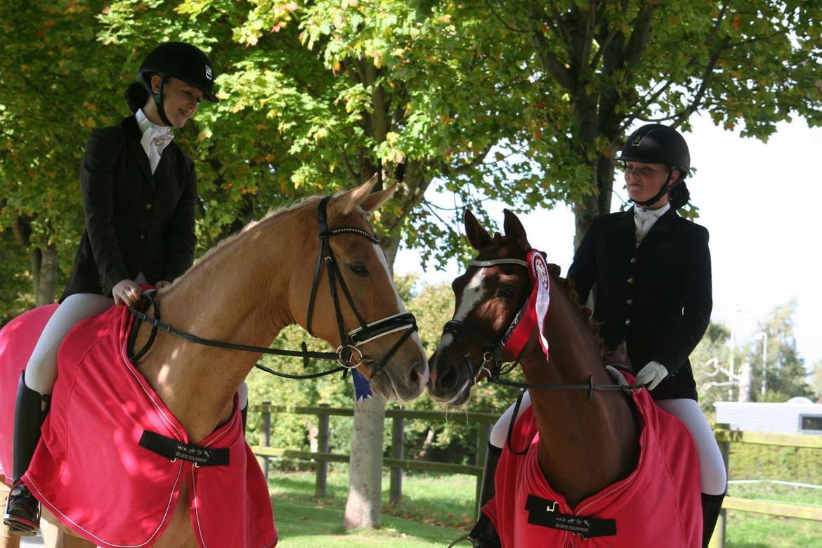 Hollandsk Sportspony Barrichello  billede 8