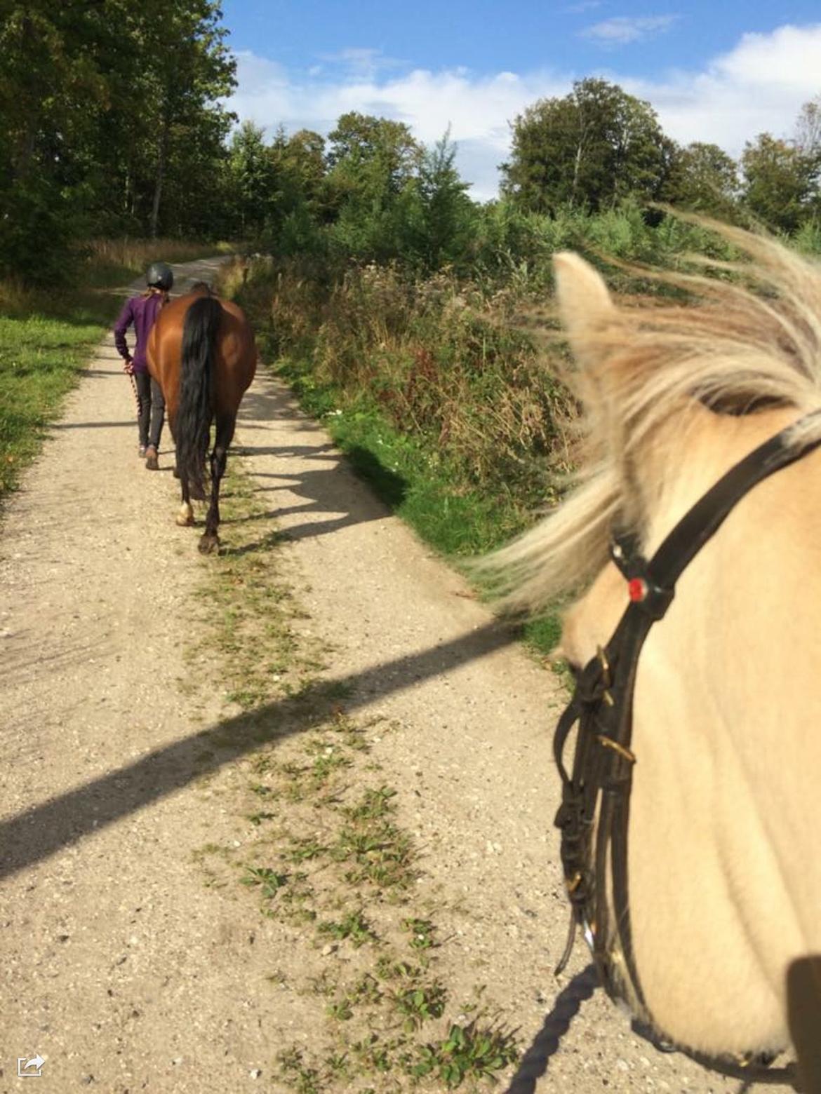 Fjordhest Åmosegårds Dharma - På tur:) billede 1