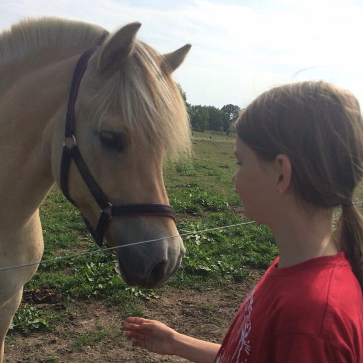 Fjordhest Åmosegårds Dharma billede 2