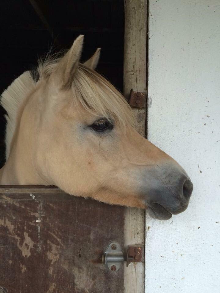 Fjordhest Åmosegårds Dharma - Smukke pigen<3 billede 4