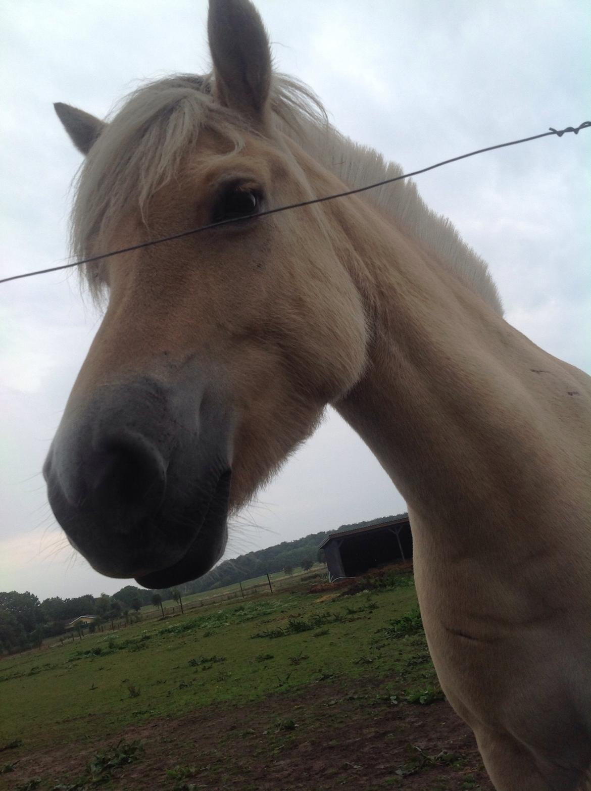 Fjordhest Åmosegårds Dharma billede 5