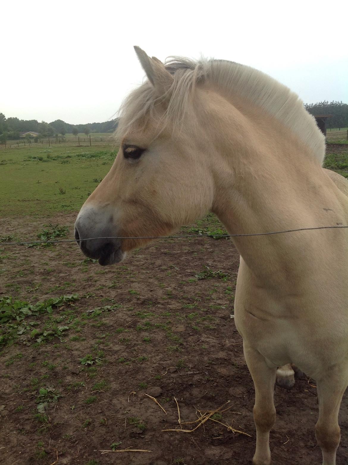 Fjordhest Åmosegårds Dharma billede 6