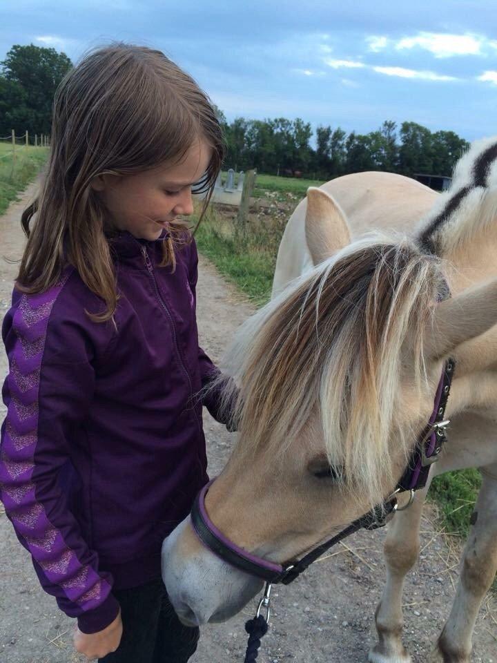 Fjordhest Åmosegårds Dharma billede 3