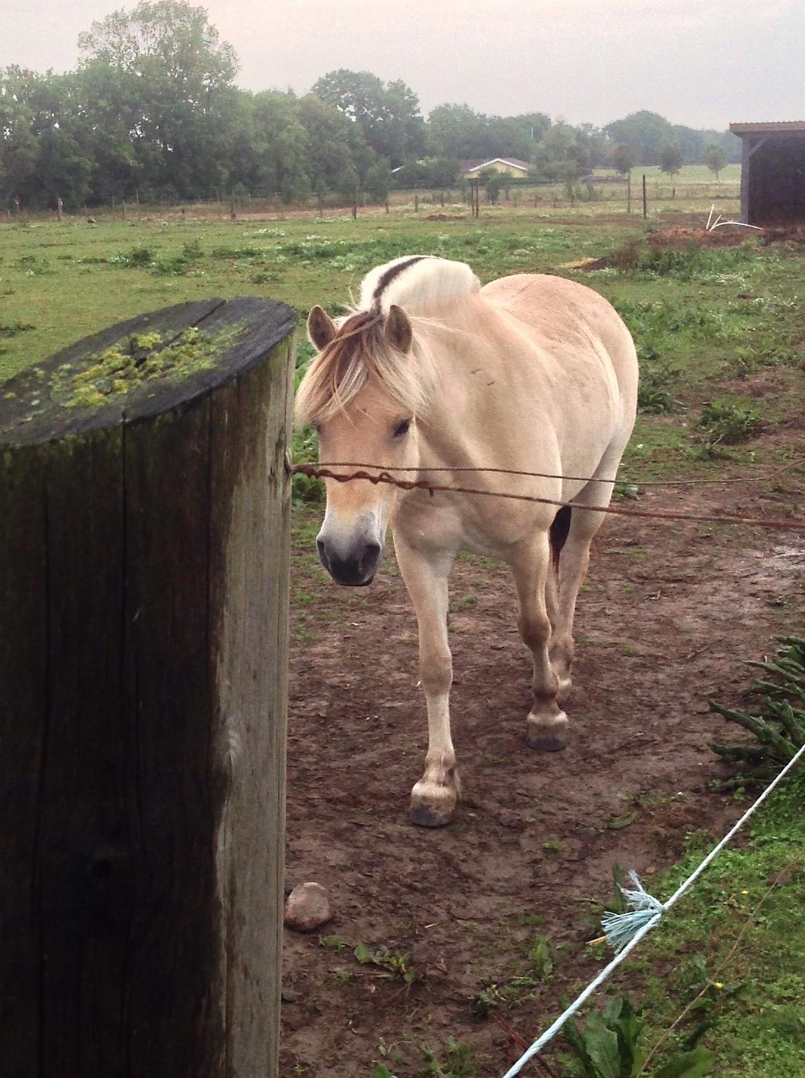 Fjordhest Åmosegårds Dharma billede 8