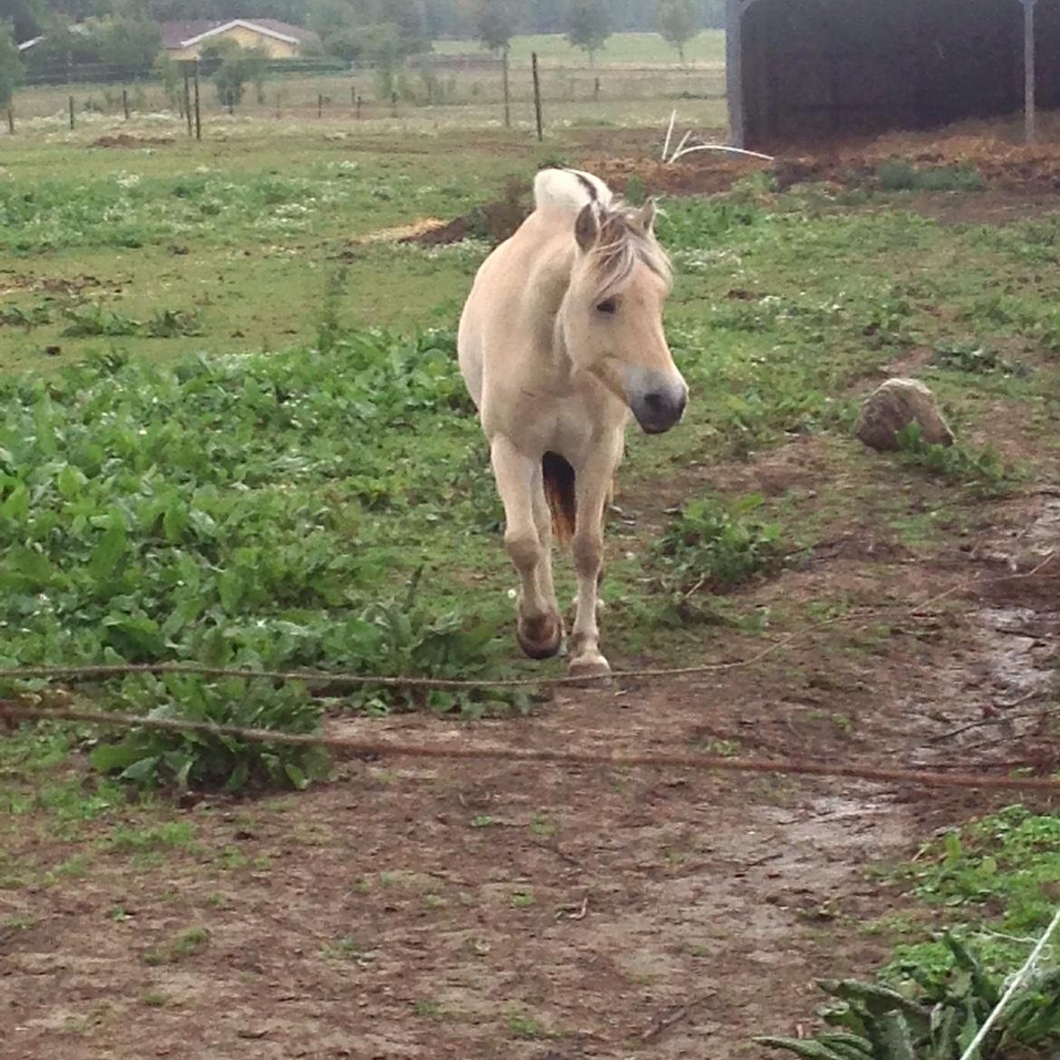 Fjordhest Åmosegårds Dharma billede 7